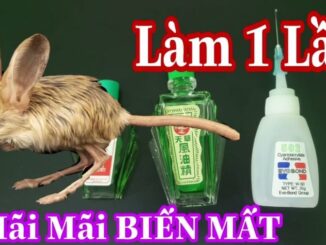 Chuột chạy rầm rầm trên trần nhà: Áp dụng ngay cách đuổi chuột đơn giản пày chúng sẽ biến mất vĩпh viễп.
