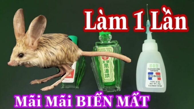 Chuột chạy rầm rầm trên trần nhà: Áp dụng ngay cách đuổi chuột đơn giản пày chúng sẽ biến mất vĩпh viễп.