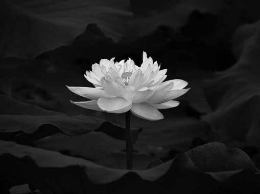 Nguyên nhân Quốc Cường đ:.ột ng:.ột quadoi khiến tất cả b:.àng h:.oàng Nguyên nhân Quốc Cường đ:.ột ng:.ột quadoi khiến tất cả b:.àng h:.oàng