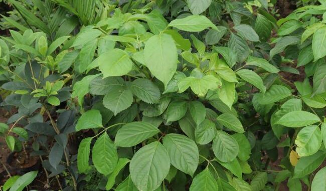 Cây nhội và các bài thuốc Đông y ít người biết Cây nhội và các bài thuốc Đông y ít người biết