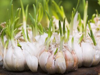 3 thực phẩm mọc mầm “bổ nghìn vàng”, nhà nào cũng có mà chưa biết tận dụng
