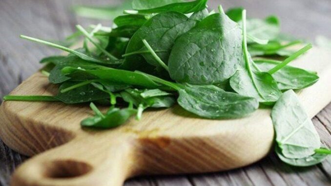 Ăn rau mồng tơi có tốt không? Ăn rau mồng tơi có tốt không?