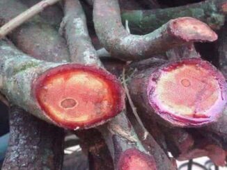 7 công dụng chữa “bách bệnh” của cỏ máu có thể bạn chưa biết