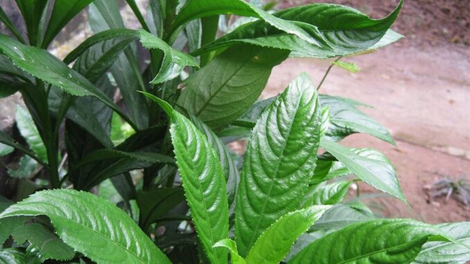Từ bờ rào làng quê đến “gia vị vàng”: Xương sông – loại rau dân dã nay có giá 70.000 đồng/kg