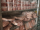 Phát hiện hơn 1.400kg thực phẩm không rõ nguồn gốc tại Bình Dương
