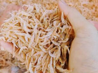 Lợi ích khi ăn tép biển mà bạn có thể chưa biết