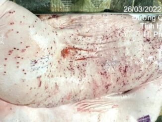 Vụ Công ty C.P. bị tố bán heo bệnh: Hình ảnh heo bệnh có thật