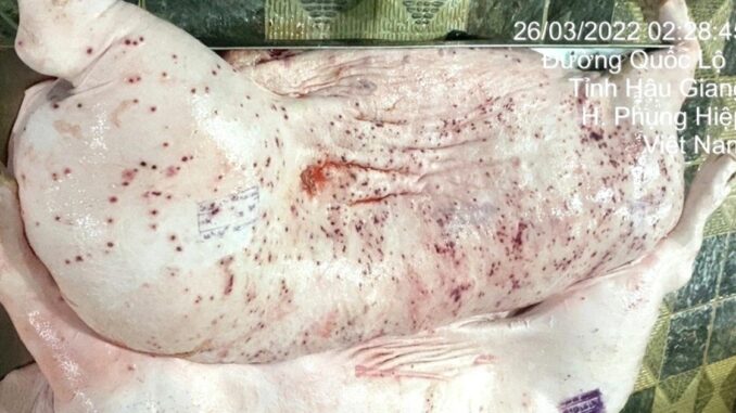 Vụ Công ty C.P. bị tố bán heo bệnh: Hình ảnh heo bệnh có thật Vụ Công ty C.P. bị tố bán heo bệnh: Hình ảnh heo bệnh có thật