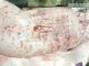 Vụ Công ty C.P. bị tố bán heo bệnh: Hình ảnh heo bệnh có thật
